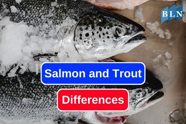 5 Comparison Between Salmon and Trout